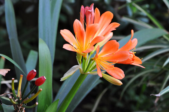 Natal lily or bush lily, Clivia miniata
