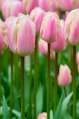 Obraz premium Soft Pink and Cream Tulips with Selective Focus, Elegant Spring Garden Floral Background