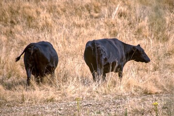 Black Angus Cattle grazing in their pasture. © Larry