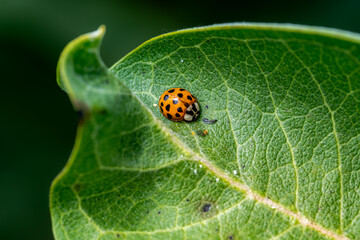 Close-up of a garden ladybug showcasing its glossy black-spotted shell against the veined surface of a leaf. © Christopher