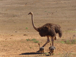 ostrich in the wild © CALINPAUL
