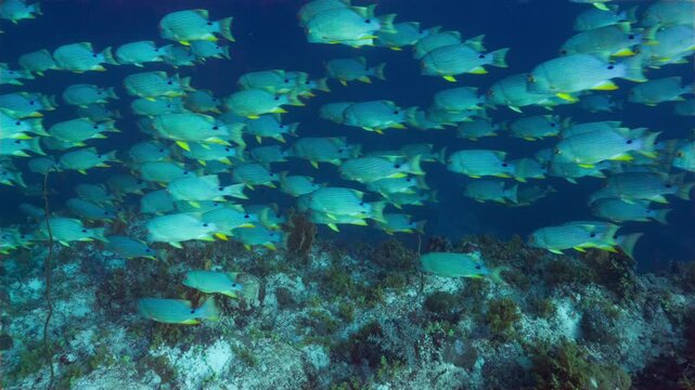 High angle telephoto underwater shot of spawning aggregation of Sailfin Snapper swimming along a deep reef in Peleliu, Palau.	