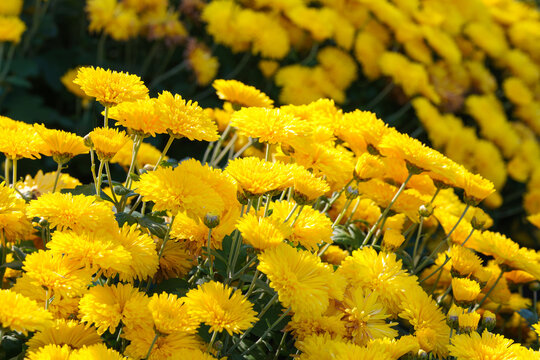 Bright yellow pompon chrysanthemum flowers in full bloom creating vibrant floral background. Closeup of colorful autumn blossoms growing in a garden, seasonal fall decorative plant breeding