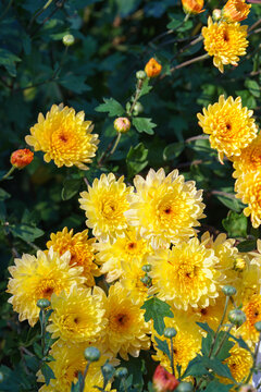 Dense blooming yellow double decorative chrysanthemum morifolium, flowers in garden. Bright autumn floral background with fresh blossoms, buds and green foliage. Plant breeding, gardening, cultivation