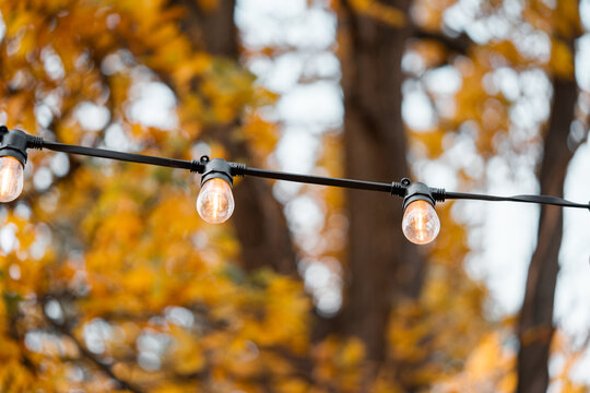 Outdoor string light bulbs on golden autumn foliage with soft bokeh background. Cozy seasonal cafe and patio decor for fall festivals, Thanksgiving, Halloween, garden parties and outdoor celebrations.
