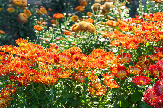 Colorful red and yellow spider chrysanthemum morifolium flowers blooming in a garden. Beautiful seasonal floral landscape in botanical park. Plant breding, gardening, cultivation