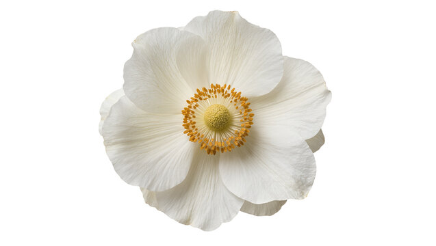 Delicate white anemone flower with yellow stamen, isolated on transparent background