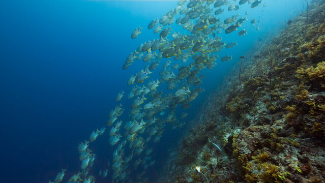 Underwater shot of huge school of Sailfin Snapper swimming down a deep tropical reef in Peleliu, Palau