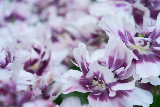 Background of open purple tulips