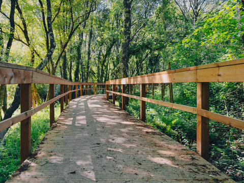 Wooden boardwalk path winding through forest in Nadais