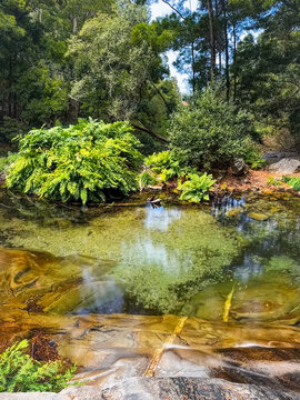 Clear natural pool surrounded by lush green trees at River Ancora in Afife Portugal with vibrant ferns reflecting in crystal water