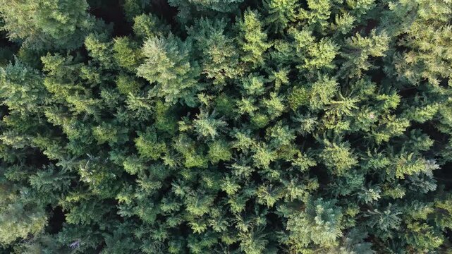 Top-down drone footage flying over dense coniferous forest in Germany&rsquo;s Black Forest, revealing colorful tree crowns and natural woodland textures from above