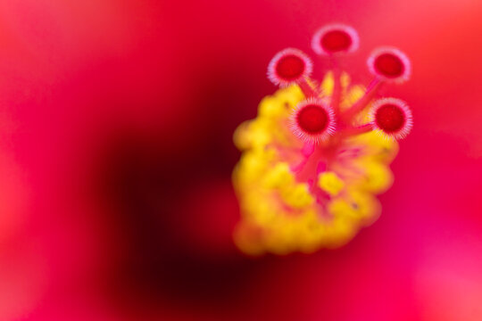 extreme macro shot of red hibiscus stigma and yellow pollen stamens with vivid scarlet petals in background showing fine natural details and texture