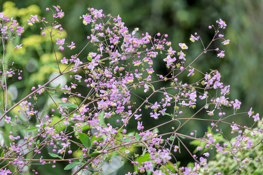 Wiesenraute (Thalictrum)