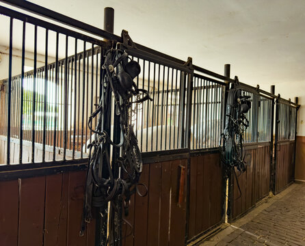 Black horse harnesses hanging on wooden stall partitions. White horses stand inside bright barn boxes behind metal grates along a brick paved pathway.