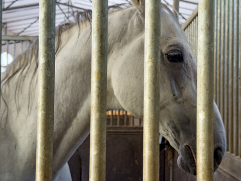 White horse stands in stable behind bars. A white horse is inside a stable looking through the bars of its enclosure. The stable is well-built and tidy.