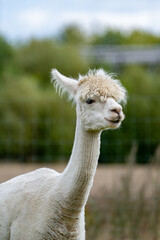 White alpaca portrait with fluffy fur and long neck © Piotr