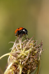 Ladybug resting on a dried wild plant © Piotr
