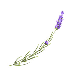 Fototapeta premium Purple lavender flower vector botanical element on white background