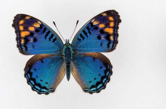 Intricate blue butterfly wings with orange spots and black patterns rest on white. Detailed insect wing textures show vibrant colors and delicate forms, isolated for design.