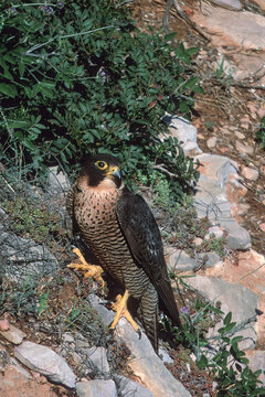 Peregrine falcon  in headwall Falco Pellegrino (Falco peregrinus) Capo Caccia Alghero (SS), sardegna. Italia