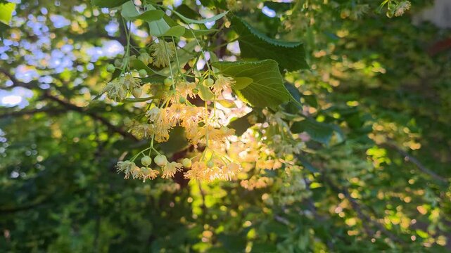 Light breaks through flowers on a Tilia tree in spring