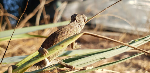 Selective focus macro shot of a baby hatchling chameleon crawling up wild grass View(7) lizard on the grass © mawahibetilouguite