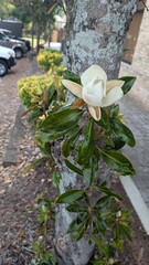White magnolia  © Jossie