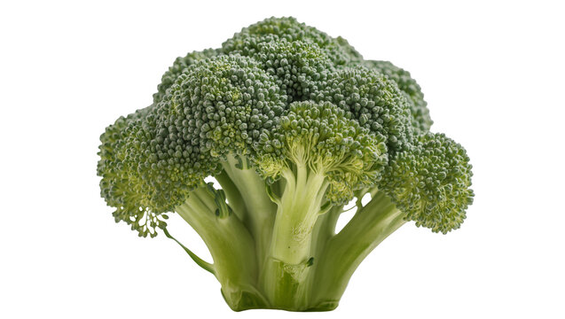 Fresh green broccoli head with florets and thick stem, isolated on transparent background