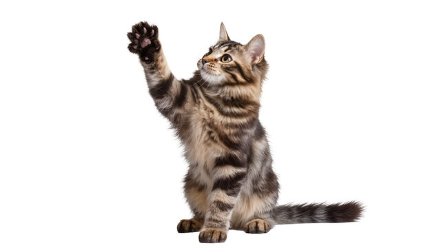 Tabby kitten raising paw playfully, isolated on transparent background