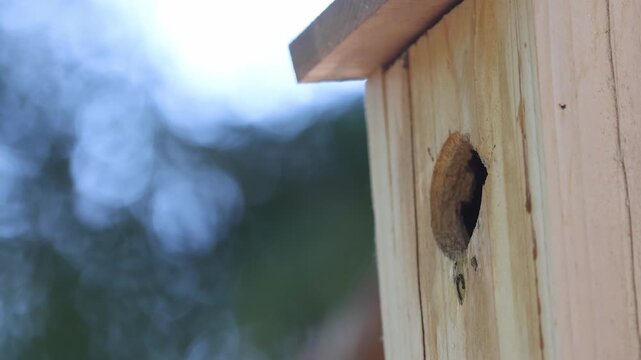 Mountain chickadee (Poecile gambeli) peers from nest box entrance twice to check safety, then departs carrying fecal sac, Lassen County, Northern California.