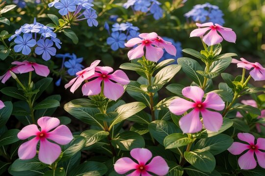 Pink Catharanthus roseus flowers bloom in summer garden. Close up macro shot shows bright pink periwinkle petals, green leaves. Small blue flowers grow in background. Beautiful tropical plants