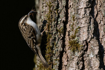Naklejka premium A small bird clings to tree bark, beak full of insects. It climbs vertically up the rough trunk, carrying food to its hidden nest and hungry young chicks.