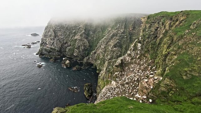 Northern Gannet colony on the high cliffs of Hermaness Nature Reserve on the Isle of Unst, Shetland, Scotland, United Kingdom