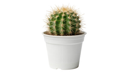 Fototapeta premium Small green barrel cactus with sharp yellow spines in a white plastic pot, isolated on transparent background