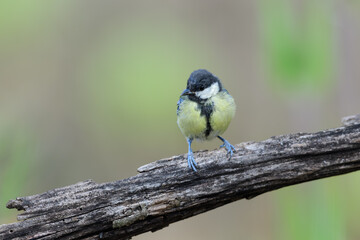 Kohlmeise © Manfred Stöber