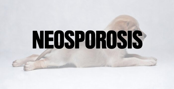 A puppy lying down, with the word NEOSPOROSIS in bold white text.