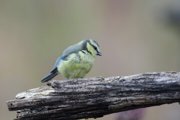 Blaumeise © Manfred Stöber