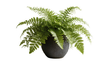Fototapeta premium Lush green fern plant in a textured dark pot, isolated on transparent background