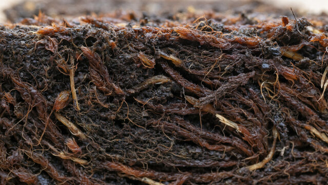 Compressed Peat Moss Earth Texture