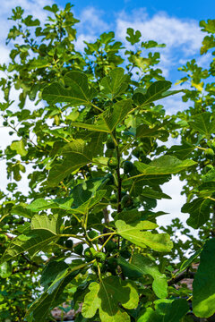 Feigenbaum im Sommer mit Fr&uuml;chten