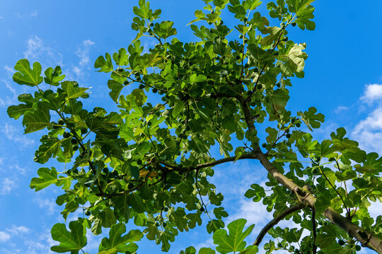 Feigenbaum im Sommer mit Fr&uuml;chten