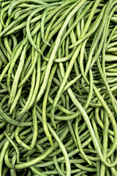 Yard Long Beans (Vigna unguiculata), also known as asparagus beans or snake beans.