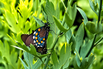 A pair of pipevine swallowtail butterflies (Battus philenor) mating on a pipevine (Aristolochia) host plant stem. © jay