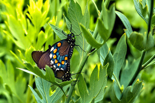 A pair of pipevine swallowtail butterflies (Battus philenor) mating on a pipevine (Aristolochia) host plant stem.