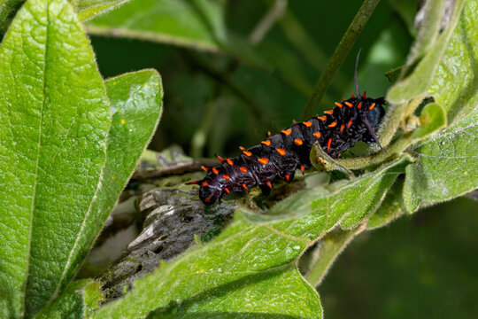 Larva of Battus philenor, the pipevine swallowtail or blue swallowtail, is a swallowtail butterfly found in North America.