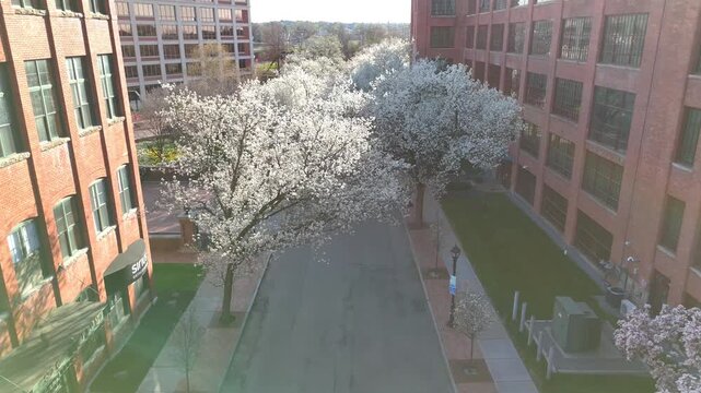 Spring D