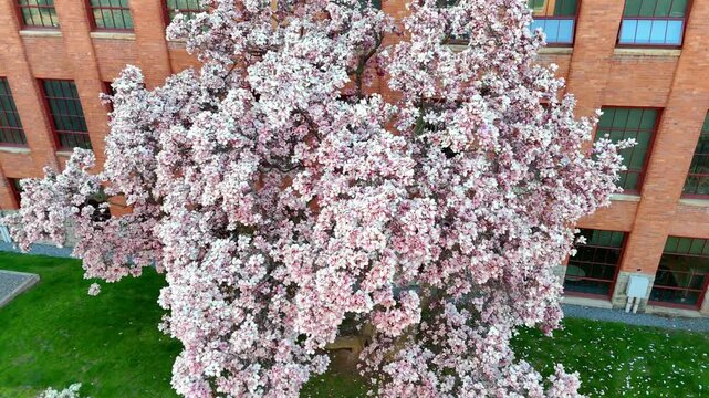 Spring C