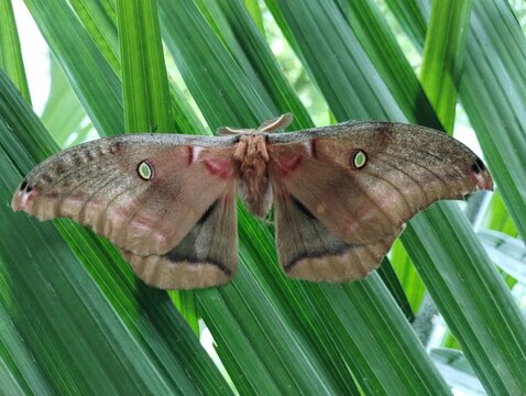 butterfly on leaf, moth