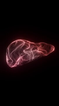 Liver Anatomy Glowing Wireframe Vertical Science Animation